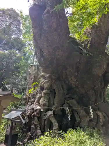 來宮神社(静岡県)