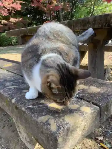 玉野御嶽神社の動物