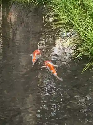 河合神社（鴨川合坐小社宅神社）(京都府)