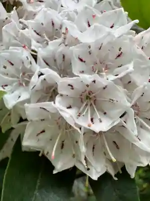 布多天神社(東京都)