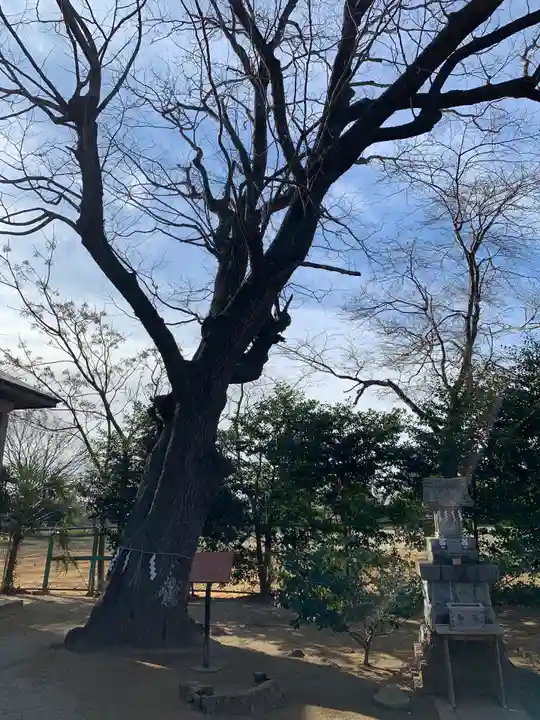 素鵞神社の自然