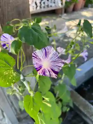 川越八幡宮(埼玉県)
