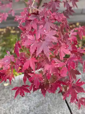 乃木神社(東京都)