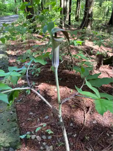 日光大室高龗神社(栃木県)