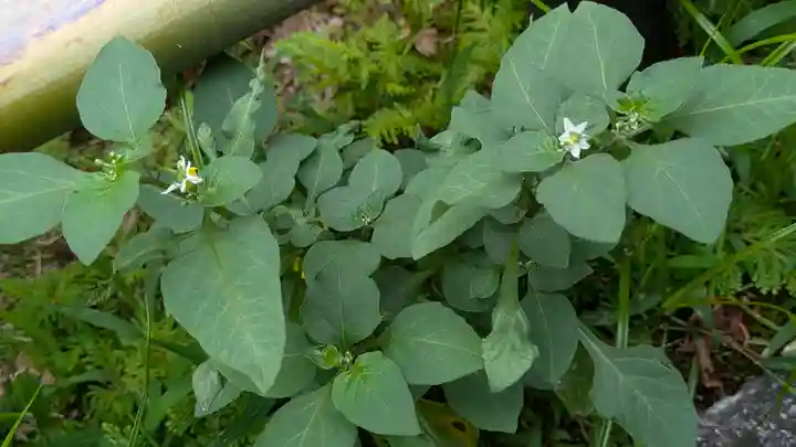 宝蔵寺(京都府)
