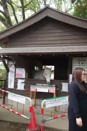 鹿児島神宮(鹿児島県)