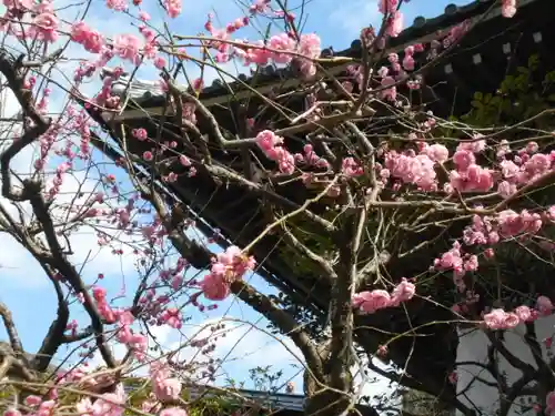 安國論寺（安国論寺）の自然
