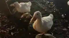 平塚八幡宮の動物