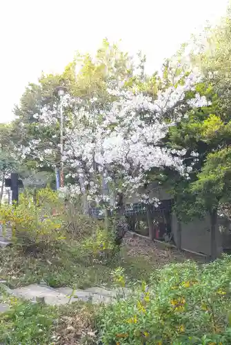 阿智神社の自然