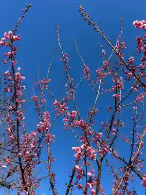 桜神宮の{uncategorized: "未分類", other: "その他", undefined: "問題あり", building: "その他建物", grave: "お墓", sacred_gate: "鳥居", guardian: "狛犬", statue: "像", buddha: "仏像", history: "歴史", nature: "自然", garden: "庭園", animal: "動物", pagoda: "塔", temizu: "手水舎", mountain_gate: "山門・神門", sanctuary: "本殿・本堂", subordinate: "末社・摂社", art: "芸術", scenery: "景色", jizo: "地蔵", ema: "絵馬", goshuin: "御朱印", omikuji: "おみくじ", items: "授与品その他", amulet: "お守り", goshuincho: "御朱印帳", eats: "食事", festival: "お祭り", votive_dance: "神楽", shichigosan: "七五三参", wedding: "結婚式", experience: "体験その他", initially: "初詣", around: "周辺", anti_infection: "感染症対策"}