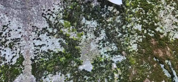 三ツ石神社の自然