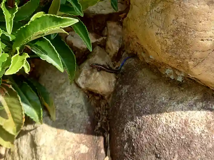 白山神社の動物