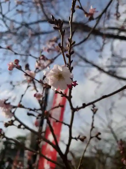 櫻岡大神宮の自然