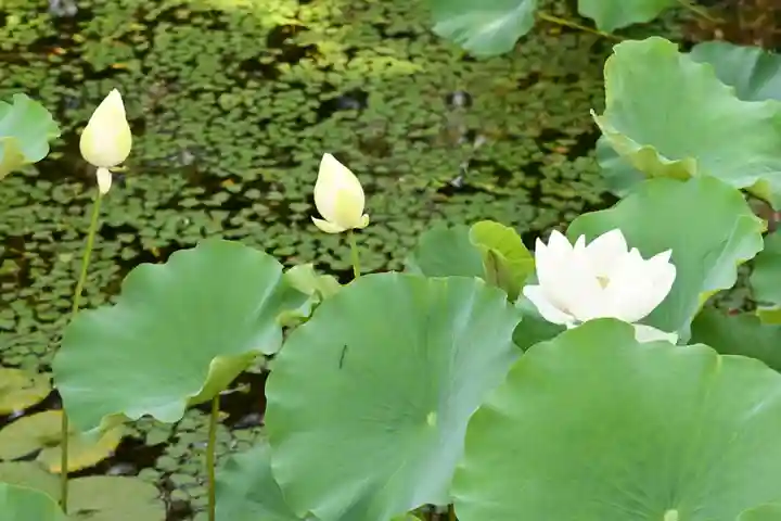 大覚寺(京都府)