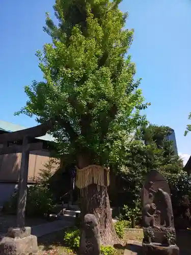 筑土八幡神社の自然