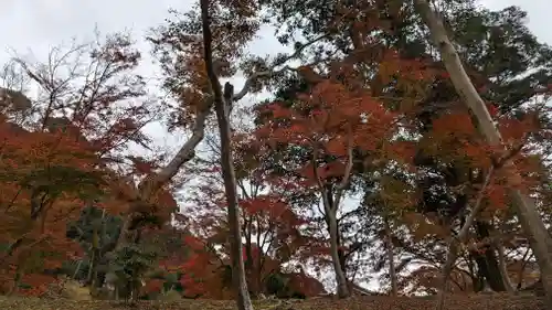 興聖寺（興聖寶林禅寺）の自然