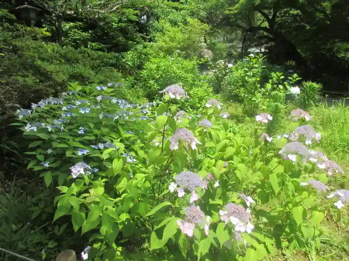 安國論寺(安国論寺)の自然