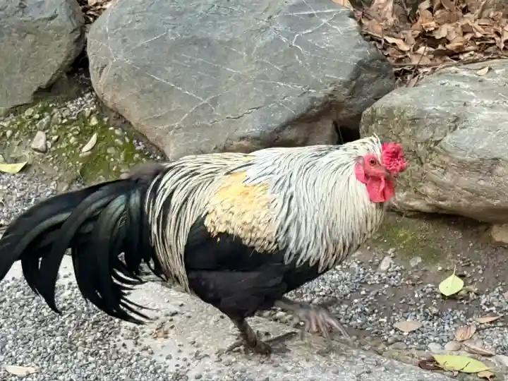 熱田神宮(愛知県)