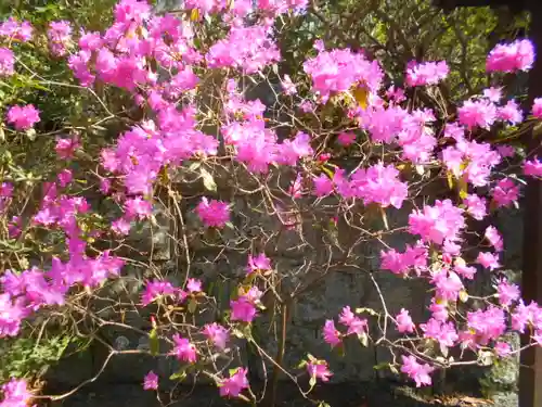 安國論寺（安国論寺）の自然