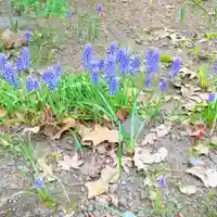 彌彦神社 (伊夜日子神社)の自然