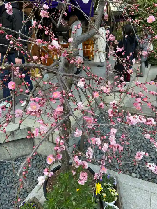 東京大神宮の自然