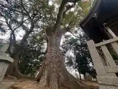 大歳神社(兵庫県)