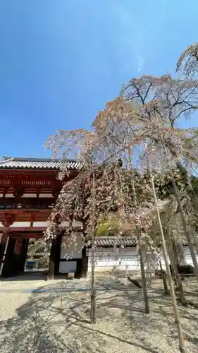 金剛寺の自然