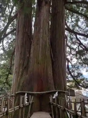 戸隠神社中社(長野県)