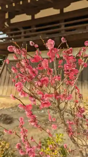 寳塔寺（宝塔寺）(京都府)