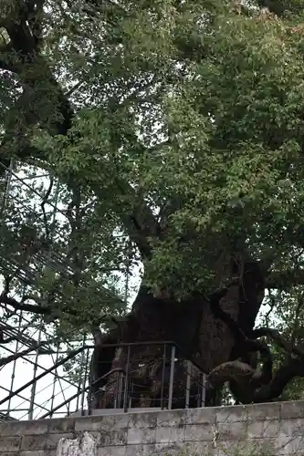 山王神社の自然