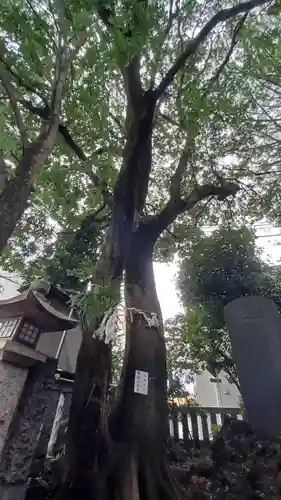 神明氷川神社(東京都)