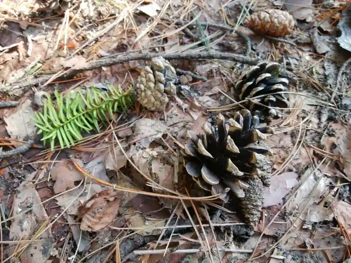 白石神社の自然