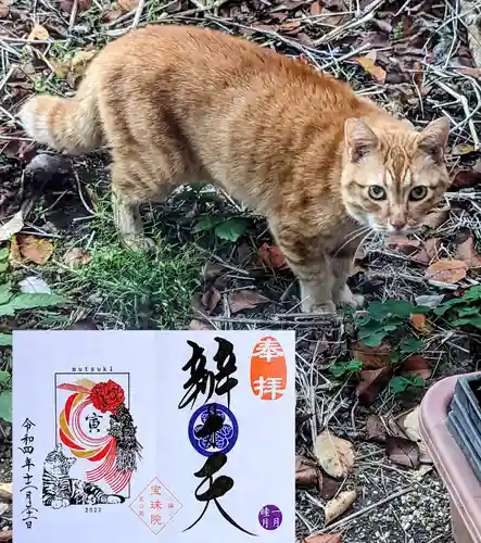 増上寺塔頭 三縁山 宝珠院の動物