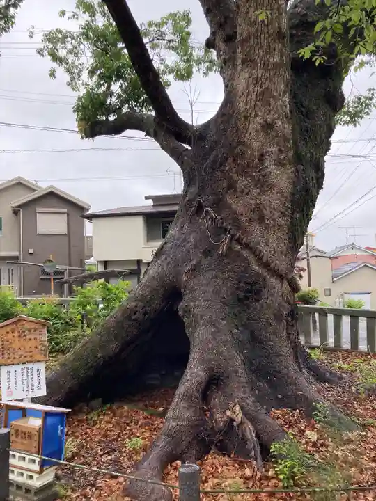 細江神社の自然