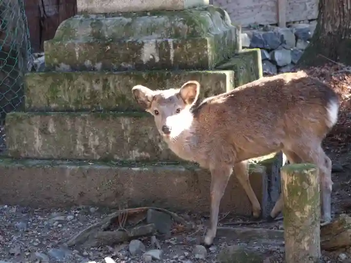春日大社の動物