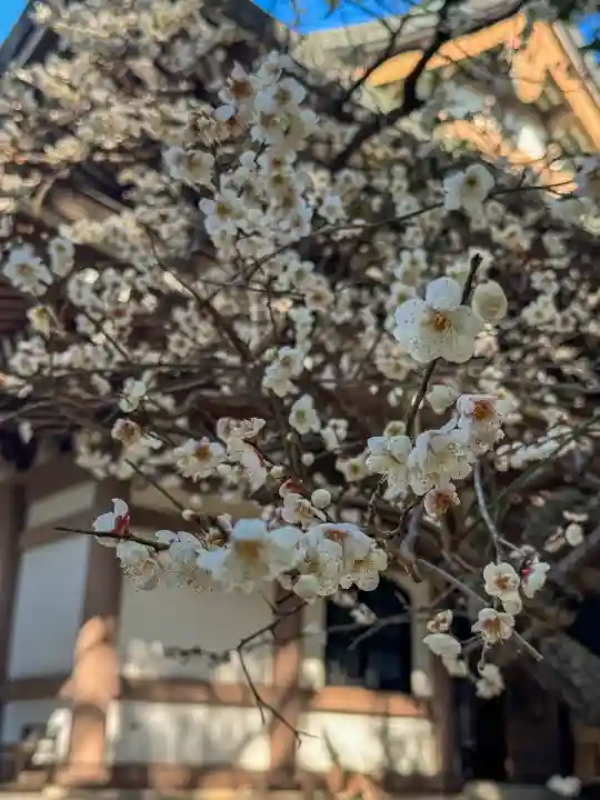 円覚寺の{uncategorized: "未分類", other: "その他", undefined: "問題あり", building: "その他建物", grave: "お墓", sacred_gate: "鳥居", guardian: "狛犬", statue: "像", buddha: "仏像", history: "歴史", nature: "自然", garden: "庭園", animal: "動物", pagoda: "塔", temizu: "手水舎", mountain_gate: "山門・神門", sanctuary: "本殿・本堂", subordinate: "末社・摂社", art: "芸術", scenery: "景色", jizo: "地蔵", ema: "絵馬", goshuin: "御朱印", omikuji: "おみくじ", items: "授与品その他", amulet: "お守り", goshuincho: "御朱印帳", eats: "食事", festival: "お祭り", votive_dance: "神楽", shichigosan: "七五三参", wedding: "結婚式", experience: "体験その他", initially: "初詣", around: "周辺", anti_infection: "感染症対策"}