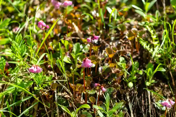 白山比咩神社 奥宮(石川県)
