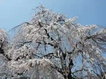 勝専寺(滋賀県)