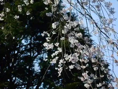 安國論寺（安国論寺）の自然