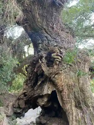 大山祇神社奥の院 生樹の御門の{uncategorized: "未分類", other: "その他", undefined: "問題あり", building: "その他建物", grave: "お墓", sacred_gate: "鳥居", guardian: "狛犬", statue: "像", buddha: "仏像", history: "歴史", nature: "自然", garden: "庭園", animal: "動物", pagoda: "塔", temizu: "手水舎", mountain_gate: "山門・神門", sanctuary: "本殿・本堂", subordinate: "末社・摂社", art: "芸術", scenery: "景色", jizo: "地蔵", ema: "絵馬", goshuin: "御朱印", omikuji: "おみくじ", items: "授与品その他", amulet: "お守り", goshuincho: "御朱印帳", eats: "食事", festival: "お祭り", votive_dance: "神楽", shichigosan: "七五三参", wedding: "結婚式", experience: "体験その他", initially: "初詣", around: "周辺", anti_infection: "感染症対策"}
