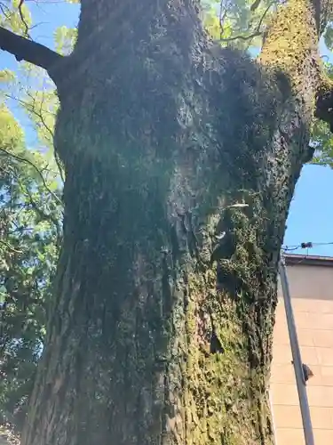 新溝神社の自然