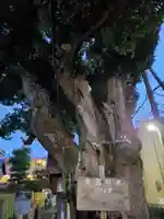 楠大神(兵庫県)