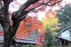 東慶寺の自然