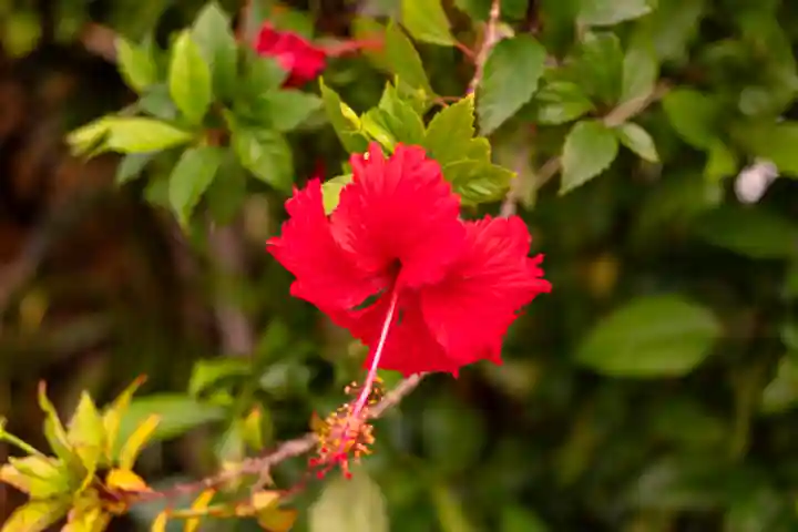 宮古神社(沖縄県)