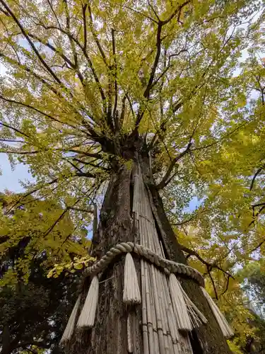 赤坂氷川神社(東京都)