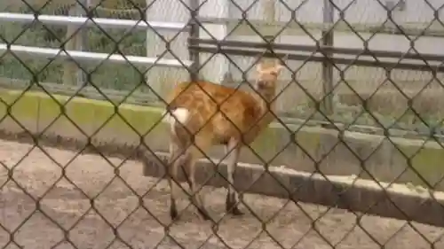 鹿島神宮の動物