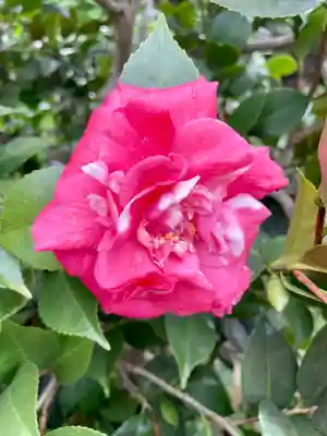 谷中 妙福寺(東京都)