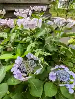 上野大佛の自然