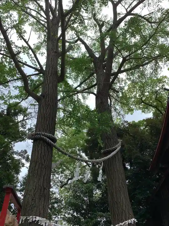 多摩川浅間神社の自然