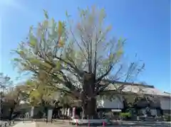 時宗総本山 遊行寺（正式：清浄光寺）(神奈川県)